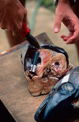 Preparation of fish heads with acoustic transmitters for bull sharks in Beqa Lagoon