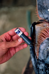 Étude innovante sur l'utilisation de balises acoustiques dans la recherche sur les requins aux îles Fidji