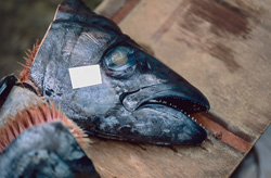Einzigartige Einblicke in die Welt der Bullenhaie bei Fischköder-Tracking in der Beqa Lagune, Fiji