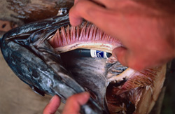 Fascinating Study on the Use of Acoustic Transmitters in Bull Shark Fish Heads in Fiji Islands