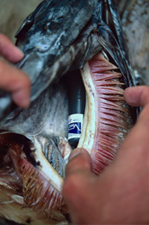 Insight into Shark Research: Acoustic Transmitter in Fish Head for Bull Sharks in Beqa Lagoon, Fiji