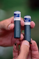 Research project monitoring the behavior of bull sharks using acoustic transmitters in Beqa Lagoon, Fiji