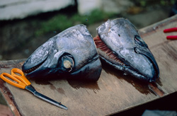 Projet de recherche marque des requins taureaux aux Fidji avec des émetteurs