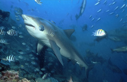 Majestic bull shark in the Beqa Lagoon on Fiji