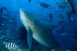 Tiburón toro majestuoso en su hábitat natural