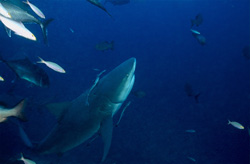 Majestic bull shark ascending in tropical waters of Beqa Lagoon, Fiji