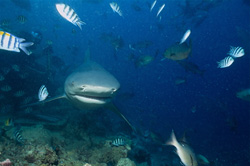 Fascinating Encounter with a Bull Shark in Tropical Waters