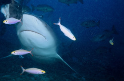 Fusiliers surround the impressive Bull shark as it approaches the coral reef