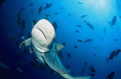 Majestic Bull Shark Spotted in Beqa Lagoon
