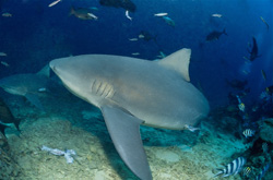 Encounter with the Majestic Bull Shark in Tropical Waters