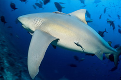 Explore the world of the Bull Shark at the Shark Reef off Vitu Levu