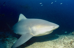 Majestic bull shark (Carcharhinus leucas) reaches the Shark Reef in Beqa Lagoon, Fiji