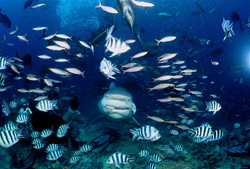 Fascinante tiburón toro (Carcharhinus leucas) en modo de ataque
