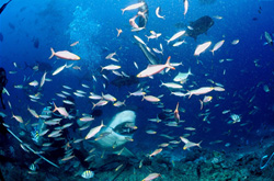 In the wide-open Bull shark mouth disappears the with the acoustic transmitter prepared fish bait