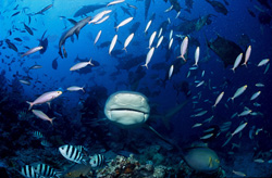 An impressive bull shark swimming through a school of fish in the coral reef