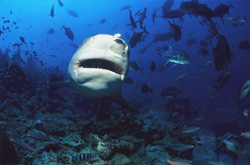 Majestic Bull Shark underwater in close-up - Fascinating encounter