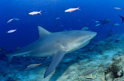 Majestic Bull Shark (Carcharhinus leucas) spotted at Shark Reef in Beqa Lagoon on Vitu Levu, Fiji