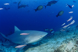 Majestic encounter with a Bull Shark in the reef of Beqa Lagoon, Fiji