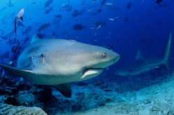 Majestic Bull Shark in Beqa Lagoon on Vitu Levu, Fiji