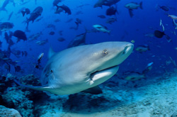 Majestic Bull Shark Observing the Underwater World in Beqa Lagoon