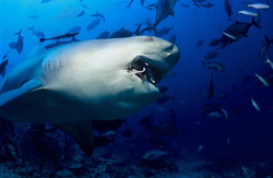 The Bull Shark (Carcharhinus leucas) has bitten and secured the prey