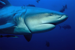 A longline remnant is deeply embedded in the head area of the bull shark (Carcharhinus leucas).