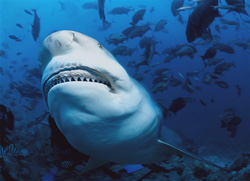 Fascinating Bull Shark (Carcharhinus leucas) at Shark Reef in Beqa Lagoon