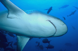 Fascinating view of the Bull Shark from below in the waters of Fiji