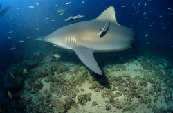 Majestic bull shark in its natural habitat
