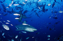Fascinating Encounter: Bull Sharks and Coral Fish off the Coast of Fiji