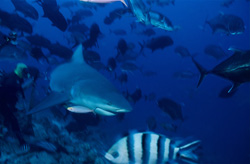 Fascinating encounter with a bull shark in Beqa Lagoon, Fiji