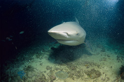 An impressive Bull Shark (Carcharhinus leucas) at Shark Reef in Beqa Lagoon, Fiji