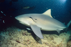 Impressive Bull Shark in Natural Habitat