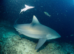 Bull Shark (Carcharhinus leucas) swimming at Shark Reef - fascinating underwater shot