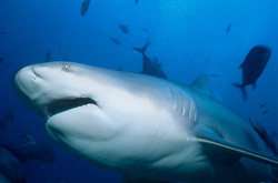 Photograph of an impressive Bull Shark, surrounded by a variety of fish in Beqa Lagoon