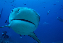 Majestic Bull Shark in Close-up – Impressive Underwater Shot