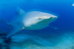 A fascinating Bull Shark emerges from the deep blue water