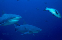 Fascinating encounter with Bull Sharks and a Red reef snapper in Beqa Lagoon