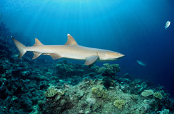 Graceful whitetip reef shark explores the colorful coral reef