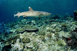 Requin à pointes blanches majestueux dans l'eau claire du Pacifique Sud