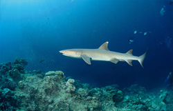 Elegant whitetip reef shark (Triaenodon obesus) swimming along the reef