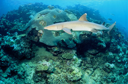 Discover the graceful whitetip reef shark in its natural habitat