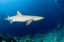 Fascinant requin à pointes blanches dans les profondeurs de l'océan