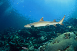 Graceful Whitetip Reef Shark Patrolling in the Tropical Coral Reef