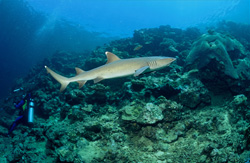 A graceful whitetip reef shark (Triaenodon obesus) silently passing by a diver