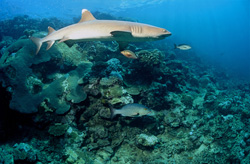 Fascinating Whitetip Reef Shark (Triaenodon obesus) in Clear Coral Reef off Fiji