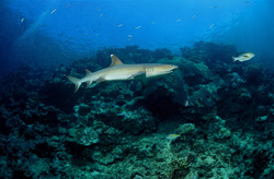Elegant whitetip reef shark exploring the coral reef in Fiji