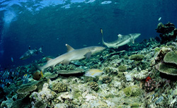 Rencontre fascinante entre un requin à pointes blanches et un requin à pointes noires