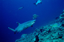 Whitetip reef shark swimming over reef