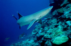 A majestic Whitetip Reef Shark in the waters of Fiji